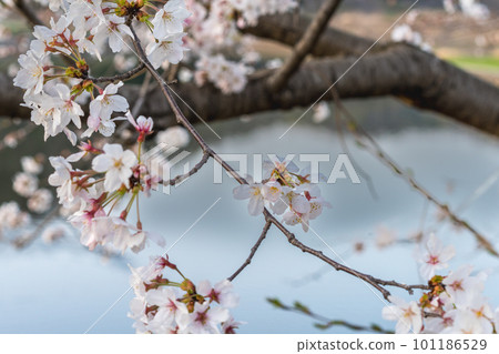 春天來了！櫻花盛開的風景 101186529