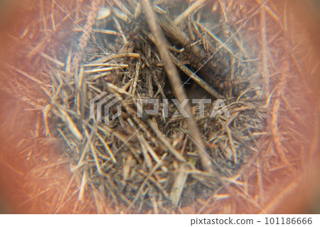 details of the anthill close-up 101186666