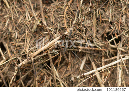 details of the anthill close-up 101186667