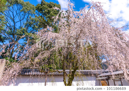 [Kyoto scenery] Daigo-ji Temple, Hanami cherry blossoms at the height of Toyotomi's prosperity 101186689