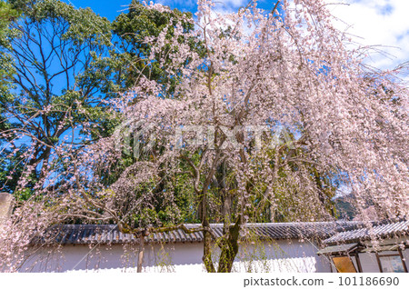 [Kyoto scenery] Daigo-ji Temple, Hanami cherry blossoms at the height of Toyotomi's prosperity 101186690