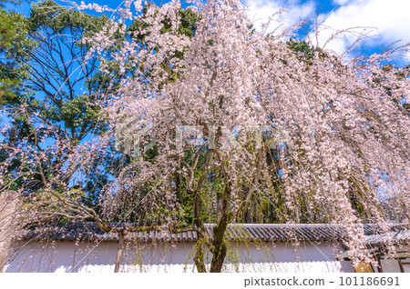 [Kyoto scenery] Daigo-ji Temple, Hanami cherry blossoms at the height of Toyotomi's prosperity 101186691