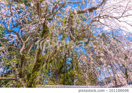 [Kyoto scenery] Daigo-ji Temple, Hanami cherry blossoms at the height of Toyotomi's prosperity 101186696