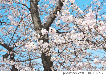 Cherry blossoms in full bloom, Someiyoshino, Senbonzakura that shines in the blue sky 101186717