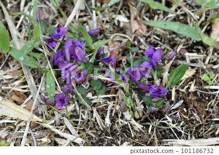 Himehagi's flower 101186732