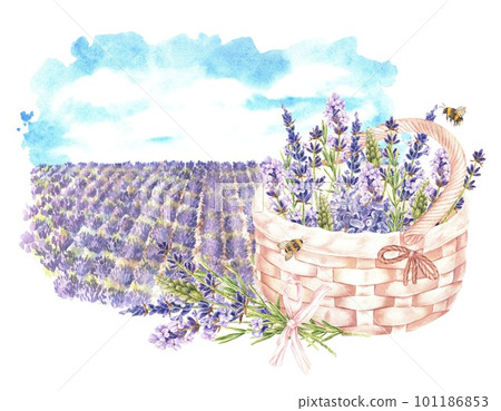 Watercolor botanical illustration. Basket with lavender flowers and flying bumblebees against the backdrop of a landscape with fields. Isolated on a white background. For design of cosmetic, stickers Watercolor botanical illustration. Basket with lavender flowers and flying bumblebees against the backdrop of a landscape with fields. Isolated on a white background. For design of cosmetic, stickers 101186853