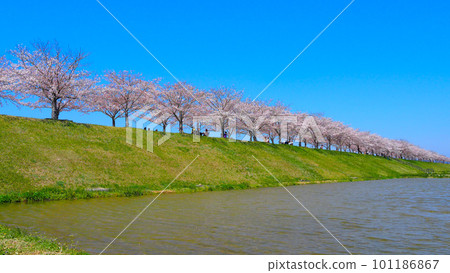 Cherry Blossoms in Full Bloom Ono Sakura Tsuzumi Corridor Cherry Blossoms in Full Bloom Ono Sakura Tsuzumi Corridor 101186867