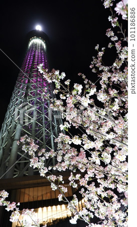 天空樹和櫻桃樹 101186886