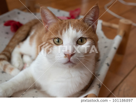 Staring cat, brown tabby white 101186897