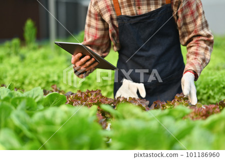 Cropped image of smart farmer hand holding digital tablet, supervising organic vegetable in greenhouse Cropped image of smart farmer hand holding digital tablet, supervising organic vegetable in greenhouse 101186960