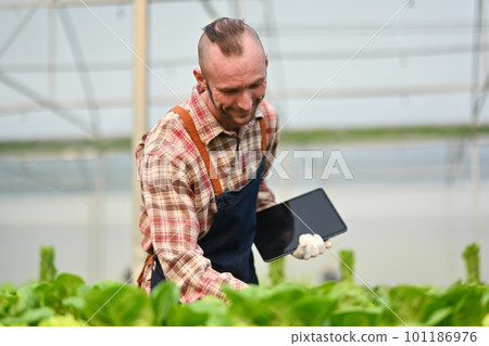 Male farmer holding digital tablet examining organic vegetable in greenhouse. Hydroponic plant harvest concept Male farmer holding digital tablet examining organic vegetable in greenhouse. Hydroponic plant harvest concept 101186976