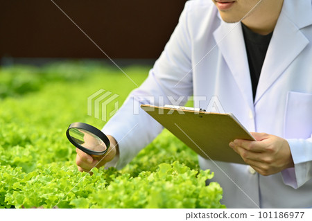 Cropped shot of agricultural researcher observing organic vegetable with magnifying glass in industrial greenhouse 101186977