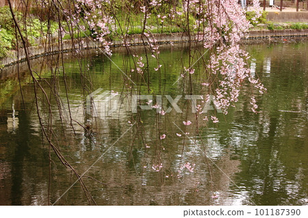 妙正寺公園池塘邊的垂枝櫻花(二) 妙正寺公園池塘邊的垂枝櫻花(二) 101187390