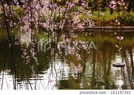 妙正寺公園池邊的垂枝櫻花(3) 妙正寺公園池邊的垂枝櫻花(3) 101187391