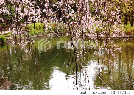 妙正寺公園池邊的垂枝櫻花(4) 妙正寺公園池邊的垂枝櫻花(4) 101187392