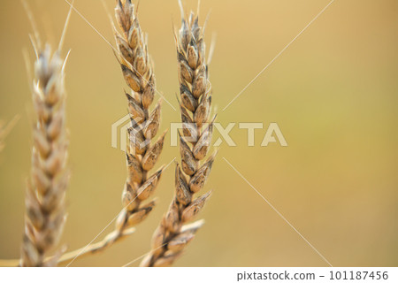 yellow ears of corn close-up on the background of the field 101187456