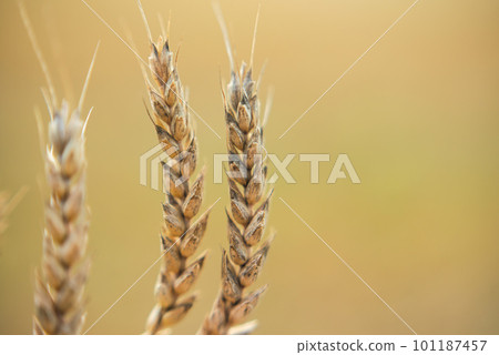 yellow ears of corn close-up on the background of the field 101187457