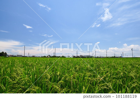 Paddy field and blue sky landscape with good harvest in summer Paddy field and blue sky landscape with good harvest in summer 101188119