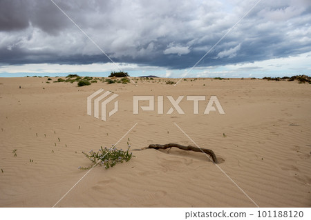 Sand dunes and cloudy sky, Fuerteventura, Spain 101188120