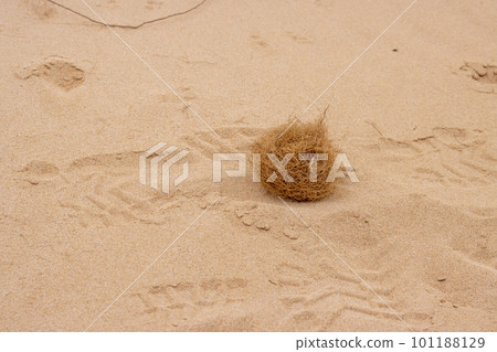 Tubleweeds on the desert, Spain 101188129