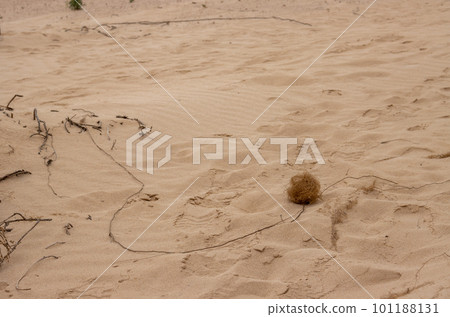 Desert and vegetation, Fuerteventura, Spain 101188131