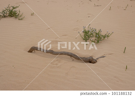 Desert and vegetation, Fuerteventura, Spain 101188132