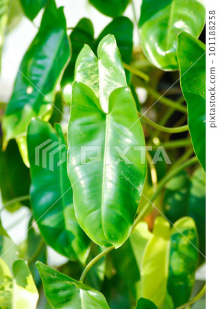 Philodendron burle marxii, Philodendron or ARACEAE Philodendron burle marxii, Philodendron or ARACEAE 101188258