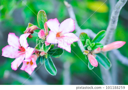 APOCYACEAE,Adenium obesum or Desert rose or Mock Azalea or Pinkbignonia or Impala lily APOCYACEAE,Adenium obesum or Desert rose or Mock Azalea or Pinkbignonia or Impala lily 101188259