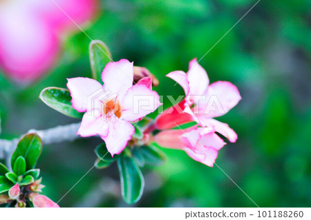 APOCYACEAE,Adenium obesum or Desert rose or Mock Azalea or Pinkbignonia or Impala lily APOCYACEAE,Adenium obesum or Desert rose or Mock Azalea or Pinkbignonia or Impala lily 101188260