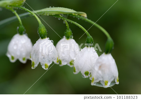 White flower wet to the rain White flower wet to the rain 101188323