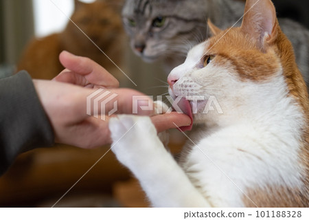 一隻舔人手指的貓 棕虎 白 一隻舔人手指的貓 棕虎 白 101188328