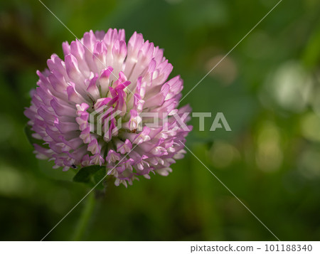 Purple claw grass flower Purple claw grass flower 101188340
