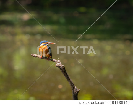 Kingfish resting with branches Kingfish resting with branches 101188341