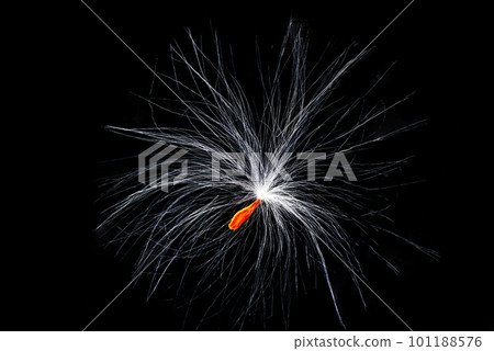 Closeup view of single wind disparsal seed of wild plant. 101188576