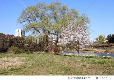 廣瀨川的春天風景 廣瀨川的春天風景 101188609