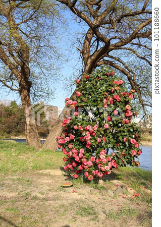 Spring scenery around the Hirose River riverbed Spring scenery around the Hirose River riverbed 101188660