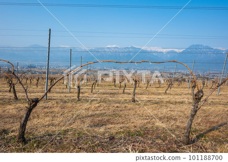 迷人的葡萄酒葡萄園和北阿爾卑斯山 [北安曇郡池田町] 101188700