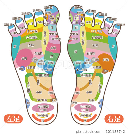 Reflex zone on the sole of the foot Foot pot illustration_A (color with letters) 101188742
