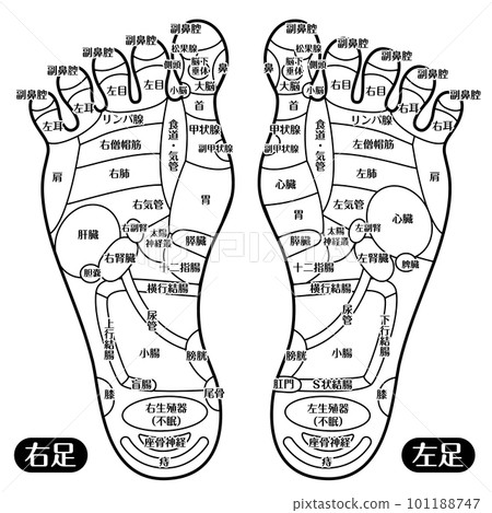 腳底反射區足盆圖_B（帶文字的線條） 101188747