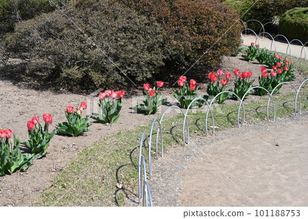 A flowerbed of tulips planted in Numata Castle Park A flowerbed of tulips planted in Numata Castle Park 101188753