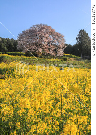 在巴巴的狂放的山櫻桃樹 101188772