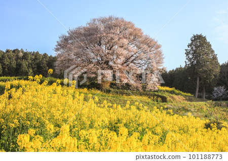 在巴巴的狂放的山櫻桃樹 101188773