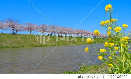 Cherry Blossoms in Full Bloom Ono Sakura Tsuzumi Corridor Cherry Blossoms in Full Bloom Ono Sakura Tsuzumi Corridor 101189421