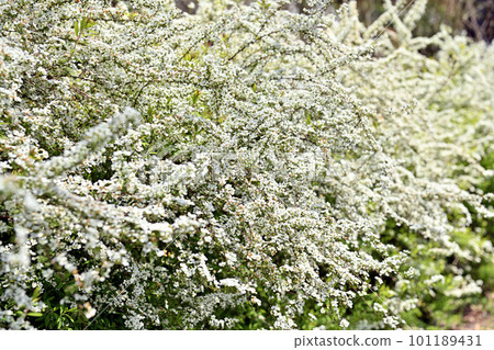 Snow willow in full bloom shining in the spring sunshine Snow willow in full bloom shining in the spring sunshine 101189431