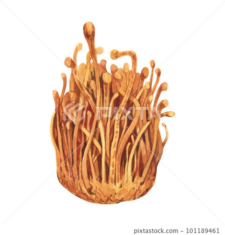 Watercolor fresh Cordyceps militaris mushroom. Hand-drawn illustration isolated on white background. Perfect concept for healthy chinese medicine popular superfood, design packing. Watercolor fresh Cordyceps militaris mushroom. Hand-drawn illustration isolated on white background. Perfect concept for healthy chinese medicine popular superfood, design packing. 101189461