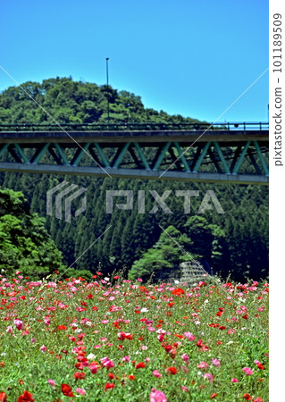 Poppy Shimane Higashi Sanbe Flower Valley Poppy Shimane Higashi Sanbe Flower Valley 101189509