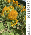sunflower	 101189680