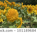 sunflower	 101189684