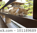 Cat taking a nap at a shrine 101189689