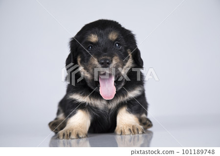 Little dog on a white background 101189748